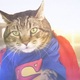Batcat V Supercat (Screenshot: Kaipotainment/YouTube)